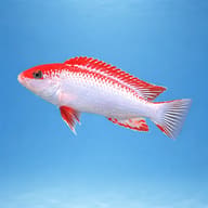 Illustrative side view of a Red Top Ndumbi cichlid — representative image - view 3
