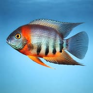 Redneck Severum (Heros sp. Rotkeil) side profile on a plain background - view 3