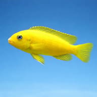 Saulosi Cichlid — Illustrative yellow Saulosi Mbuna side profile against a blue aquarium background — representative image - view 4