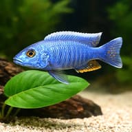 Jackson's Nkata (Haplochromis jacksoni ahli) close view beside an aquarium plant - view 4