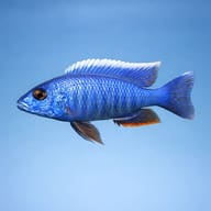Jackson's Nkata (Haplochromis jacksoni ahli) side profile on a plain background - view 3