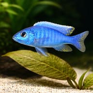 Electric Blue Hap — Representative mature male Sciaenochromis fryeri above aquarium plants - view 4