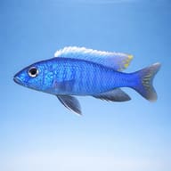 Adult male Electric Blue Hap side profile showing elongated predatory cichlid body shape — representative image - view 3
