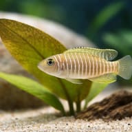 Neolamprologus multifasciatus — Multifasciatus Cichlid over pale sand beside an aquarium plant — representative image - view 4