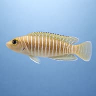 Neolamprologus multifasciatus — Multifasciatus Cichlid side profile against a pale blue background — representative image - view 3