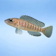 Representative side profile of Neolamprologus signatus; individual appearance varies - view 3