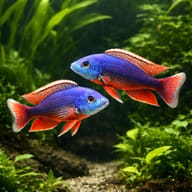 Spindle Hap Cichlids in a hard-water Malawi aquarium (Protomelas taeniolatus) — representative image - view 2