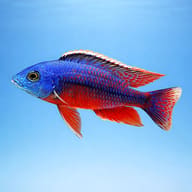 Side view of Spindle Hap Cichlid Protomelas taeniolatus — representative image - view 3