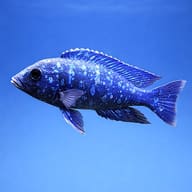 Side view of a mature male-form Star Sapphire Hap; not a batch photograph - view 3