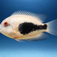 Uaru Cichlid (Uaru amphiacanthoides) side profile showing triangle body marking — representative image - view 3