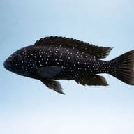 Side view of Tropheus duboisi White-Spotted Cichlid — representative image - view 3