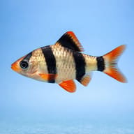 Tiger Barb HonkKong (Barbus Capoeta tetrazona h.k.) side profile on a plain background - view 3