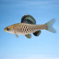 Indian High Fin Barb (Oreichthys cosuatis) side profile on a plain background - view 3