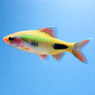 Mahecola Barb (Barbus mahecola) side profile on a plain background - view 3