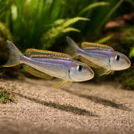 Xenotilapia ochrogenys Karilani — Two illustrative Karilani sand cichlids - view 2