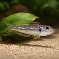 Illustrative Xenotilapia ochrogenys beside a plant - view 4