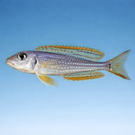Illustrative side profile of Xenotilapia ochrogenys Karilani based on one supplier reference photograph - view 3