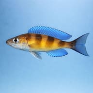 Representative digital side-view illustration of Cyprichromis zonatus with blue fins and broad upper-body bands - view 3