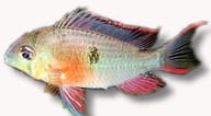 Bolivian Ram Cichlid (Mikrogeophagus altispinosus) exact source image - view 5