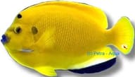 Treespot angelfish - Marine Angelfish - view 5