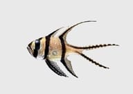 Banggai cardinal fish - Marine Aquarium Livestock (Pterapogon kauderni) - view 5