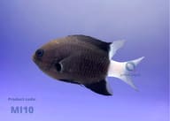 Bicolor chromis - Marine Aquarium Livestock (Chromis margaritifer) - view 5