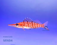 Longnose hawkfish - Marine Aquarium Livestock (Oxycirrhites typus) - view 5