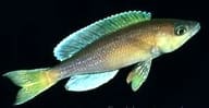 Supplier reference photograph of the fish sold as Jumbo Yellow Sardine Cichlid in side profile - view 5