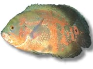 Oscar Cichlid (Astronotus ocellatus) verified - view 1