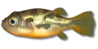 Dwarf puffer (Carinotetraodon travancoricus) side view, gold-green body with dark blotches and a pale yellow belly - view 1