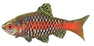 Odessa Barb (Pethia padamya) - view 1