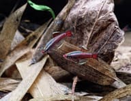 Two White Cloud Mountain Minnows displaying red fins above leaf litter - view 2