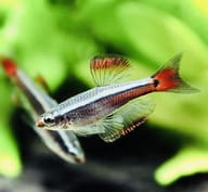 White Cloud Mountain Minnow side profile with a silver stripe against green plants - view 3
