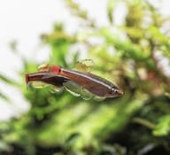 Two White Cloud Mountain Minnows swimming side by side in a planted aquarium - view 4
