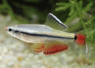 White Cloud Mountain Minnow close side view showing silver stripe and red fins - view 5