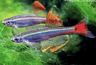 Two strongly coloured White Cloud Mountain Minnows above green aquatic plants - view 6
