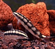Dwarf Chain Loach (Ambastaia sidthimunki) - view 5