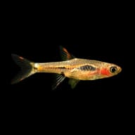 Source-backed representative Phoenix Rasbora (Boraras merah); not the exact fish supplied - view 1