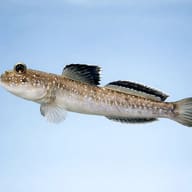 Atlantic Mudskipper (Periophthalmus barbarus) moving across smooth paludarium decor — representative image - view 3
