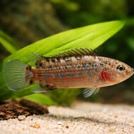 Assam Badis (Badis assamensis) close view near aquarium plants — representative image - view 4