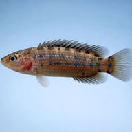 Assam Badis (Badis assamensis) side profile showing compact badid body shape — representative image - view 3