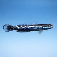 Blue Neon Goby Stiphodon sp. undio blue view K705 - view 4