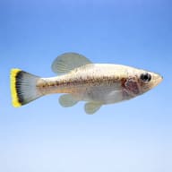Side view of Red-Tailed Goodeid (Xenotoca eiseni) — representative image - view 4