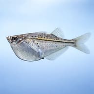 Blackwing hatchefish — Blackwing hatchetfish (Carnegiella marthae) side profile on a plain background - view 3