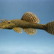 Common Bristlenose Pleco (Ancistrus sp.) — algae-grazing catfish - view 3