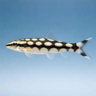 Dwarf Chain Loach (Ambastaia sidthimunki) in a planted community aquarium — side profile on a plain background - view 3