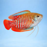 Dwarf Gourami - Tropical Fish UK (Trichogaster lalius) — Add a colourful dwarf gourami to your community tank - view 3