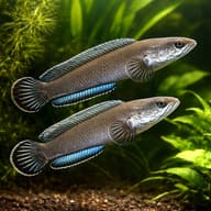 Assam Dwarf Snakehead (Channa gachua) pair among wood and floating cover — representative image - view 2