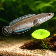 Assam Dwarf Snakehead (Channa gachua) side profile in secure specialist setup — representative image - view 4