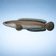 Assam Dwarf Snakehead (Channa gachua) showing compact predatory body shape — representative image - view 3